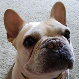 Happy bulldog customer