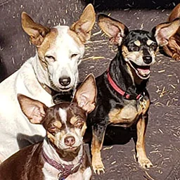Three happy chihuahuas