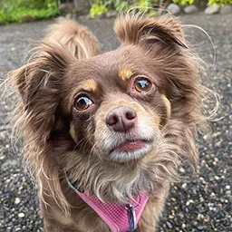 Happy long-haired dog customer