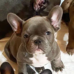 Vivi, a happy customer dog